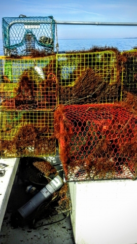 Collected derelict crab pots.