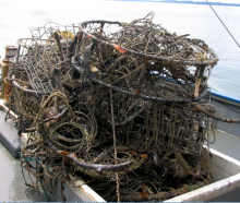 Derelict crab pots removed from the Puget Sound. 